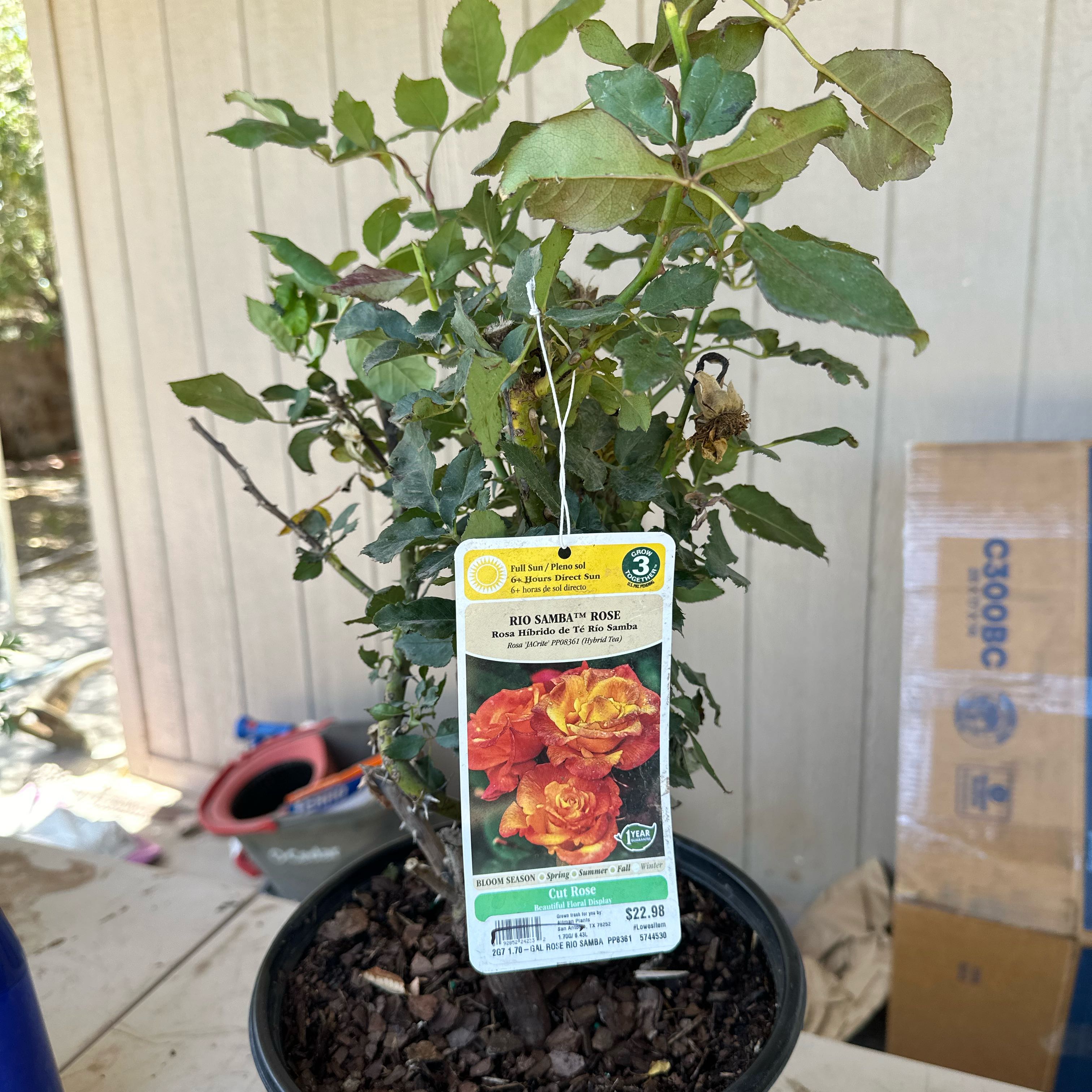 Photo of the plant species Rio Samba Rose by @AceLimetuff94 named Girlfrond on Greg, the plant care app
