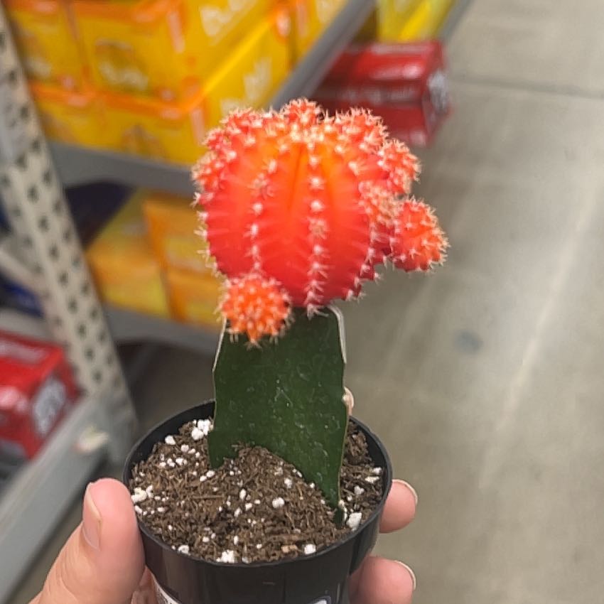 Photo of the plant species Grafted Cacti by @PetCassava63 named Aria on Greg, the plant care app