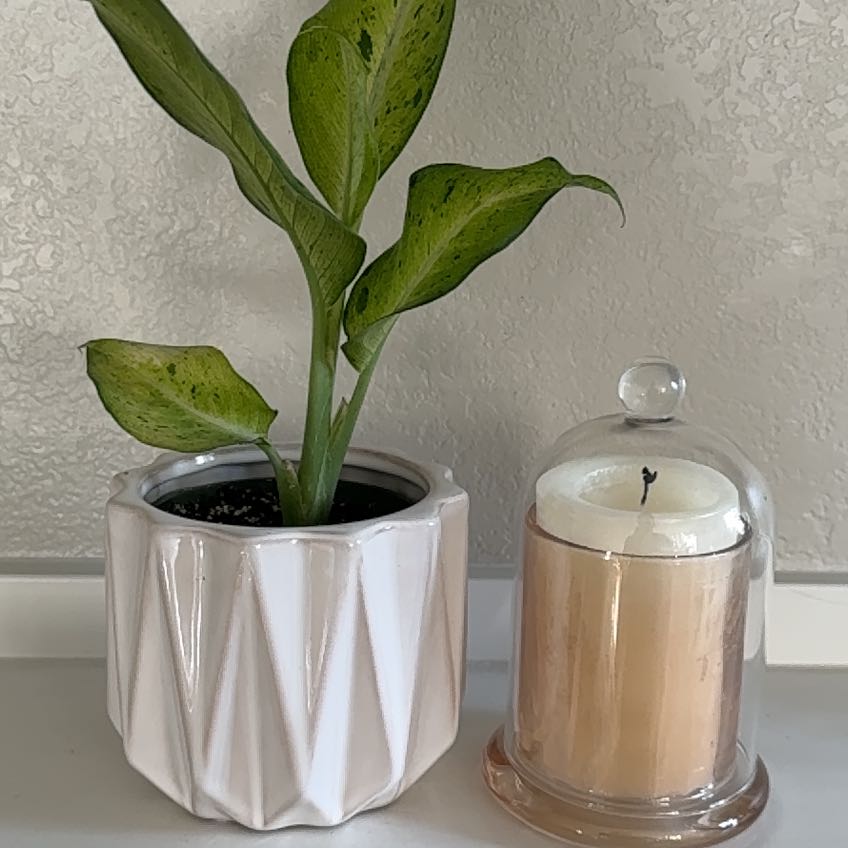 Photo of the plant species Camo Dumb Cane by @ShowyBlinks90 named Morgan Treeman on Greg, the plant care app