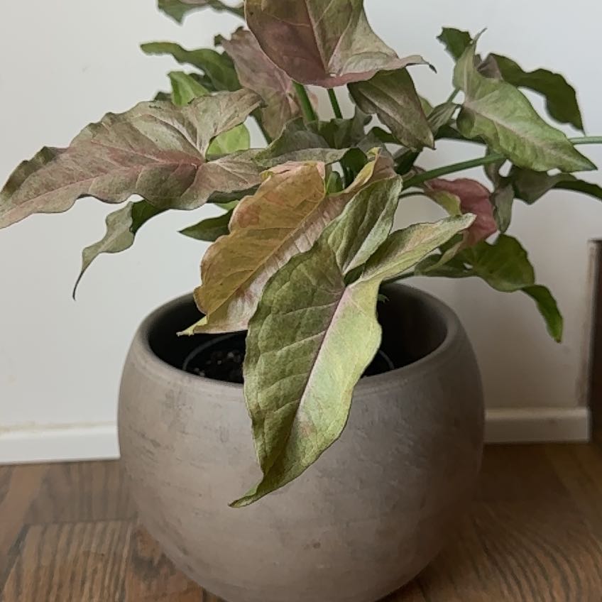 Photo of the plant species Syngonium 'Pink Spot' by @ShowyBlinks90 named Austen on Greg, the plant care app