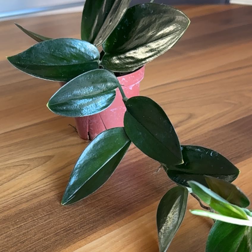 Photo of the plant species Scindapsus treubii 'Dark Form' Variegated by @ShowyBlinks90 named Willow on Greg, the plant care app