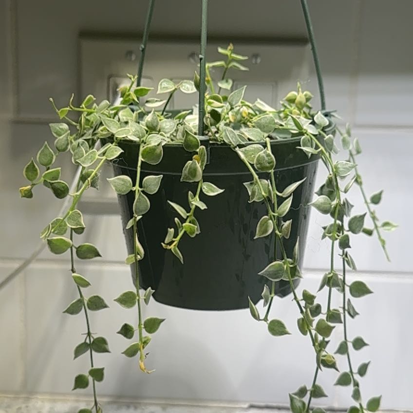 Photo of the plant species Million hearts by @ShowyBlinks90 named Beckham on Greg, the plant care app