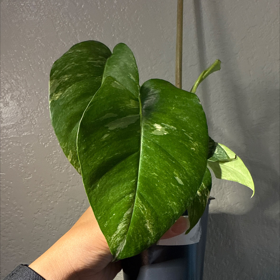 Photo of the plant species Epi Albo by @ShowyBlinks90 named Kendall on Greg, the plant care app