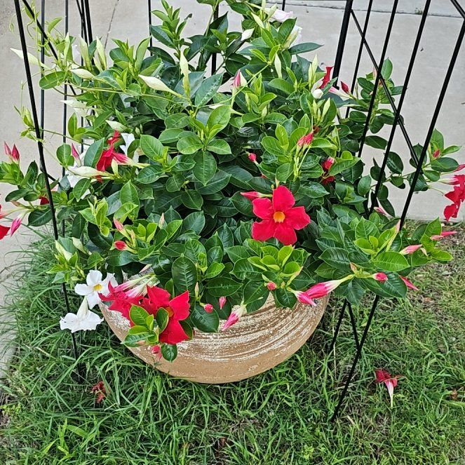 Photo of the plant species Dipladenia 'White' by @SolidTule named Harry on Greg, the plant care app