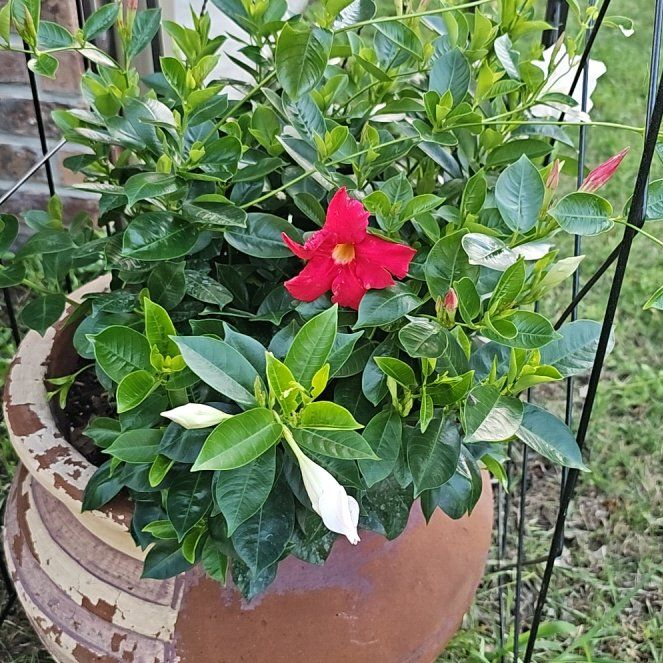 Photo of the plant species Pink Dipladenia by @SolidTule named ChloroPhil on Greg, the plant care app