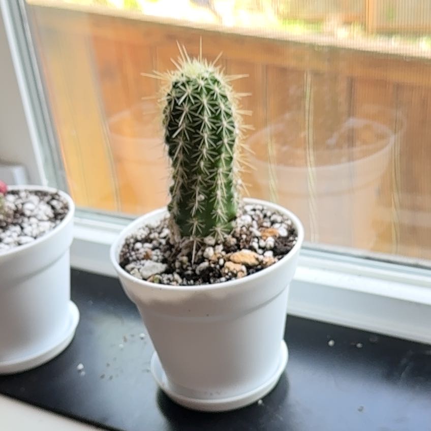 Photo of the plant species San Pedro Hedgehog Cactus by @_Jake named AJ on Greg, the plant care app