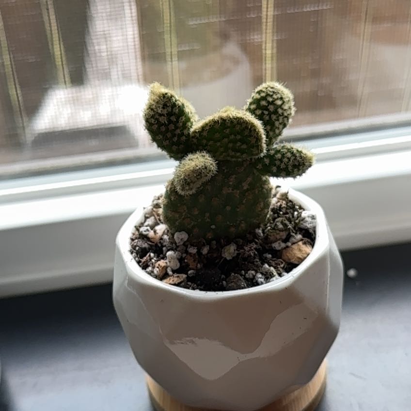 Photo of the plant species Crazy Bunny Ears by @_Jake named Mickey on Greg, the plant care app