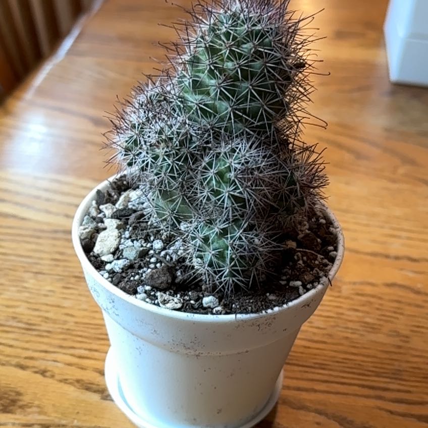 Photo of the plant species Mammillaria fraileana by @_Jake named Jalen on Greg, the plant care app