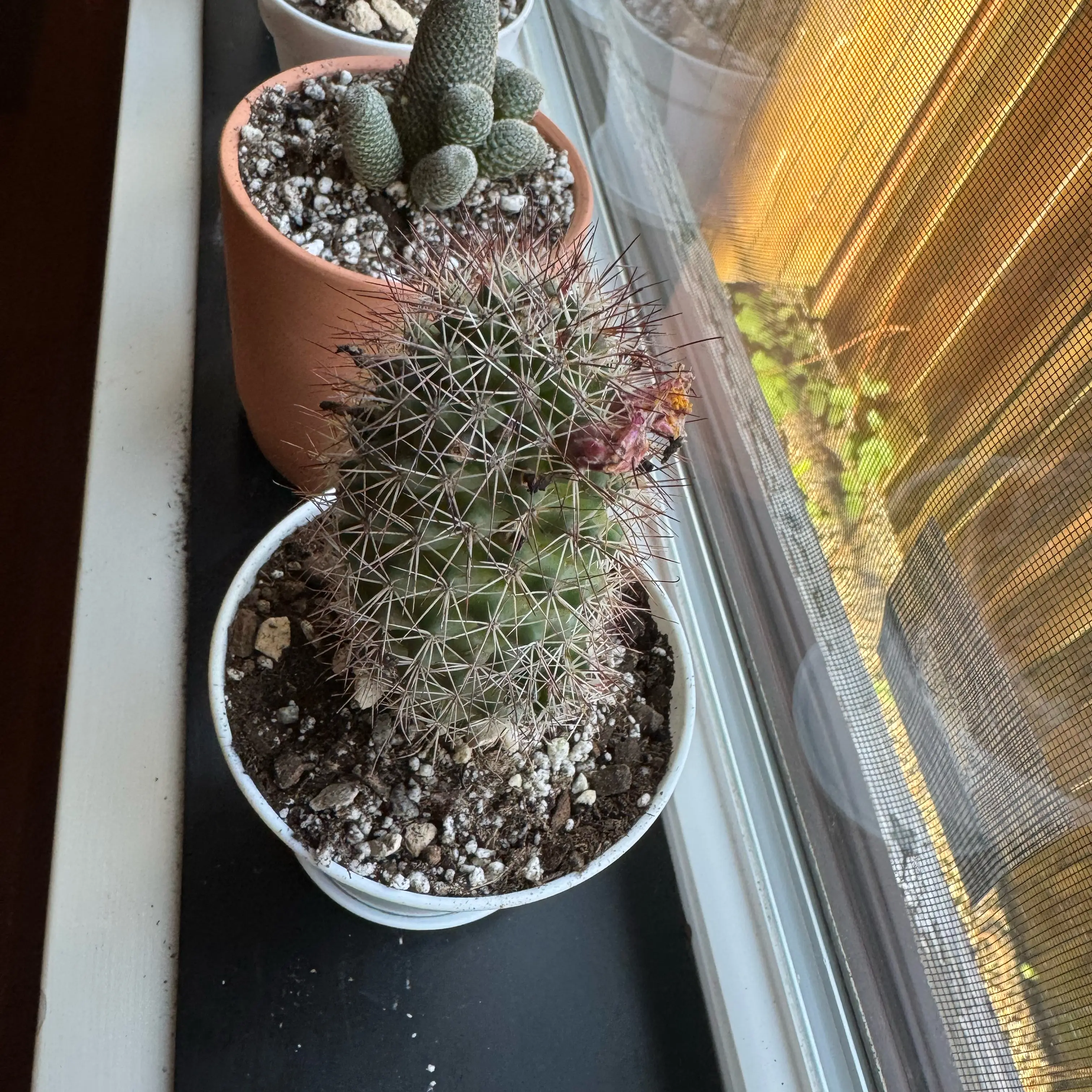Photo of the plant species Mammillaria fraileana by @_Jake named Jason on Greg, the plant care app