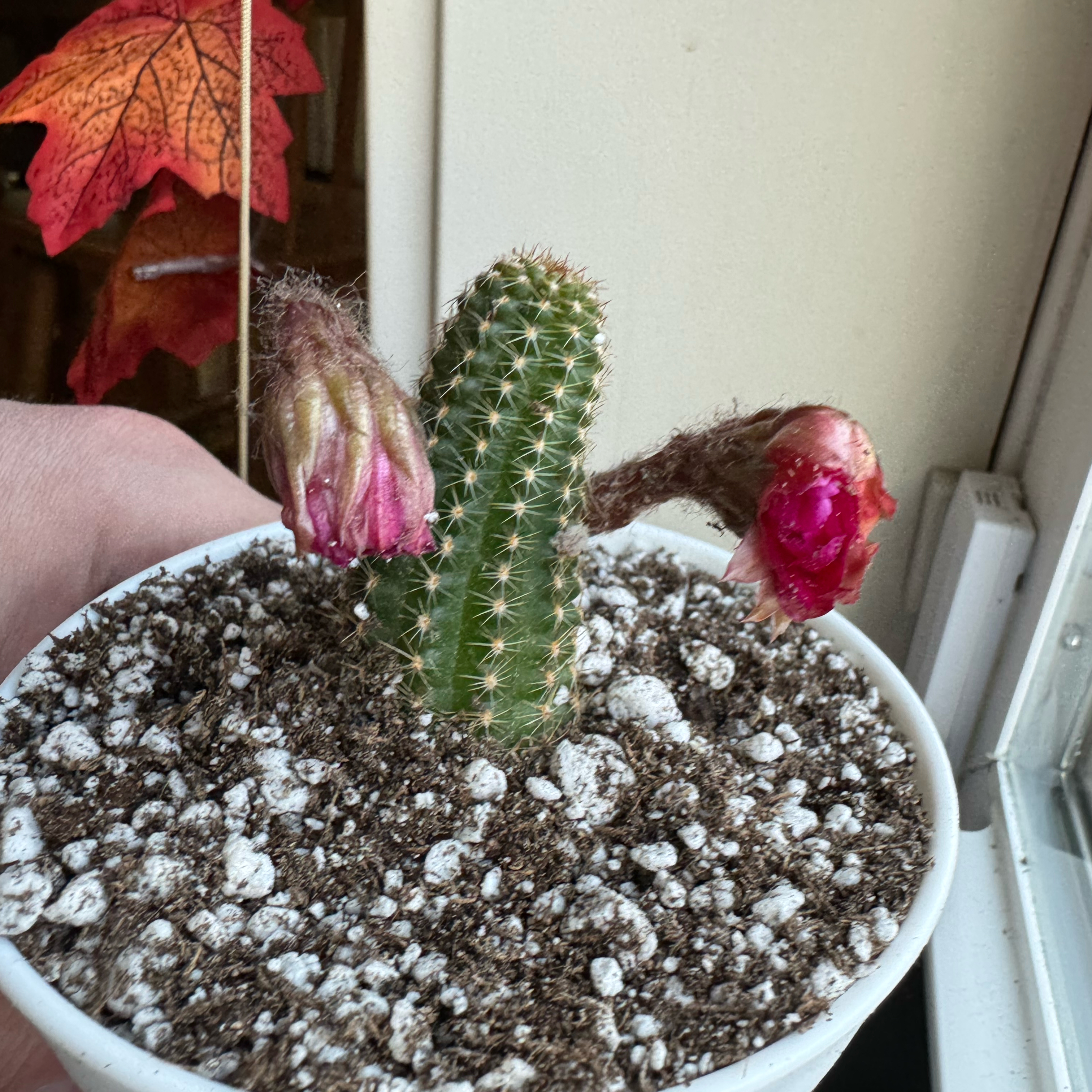 Photo of the plant species Echinopsis 'Rose Quartz' by @_Jake named Lane on Greg, the plant care app