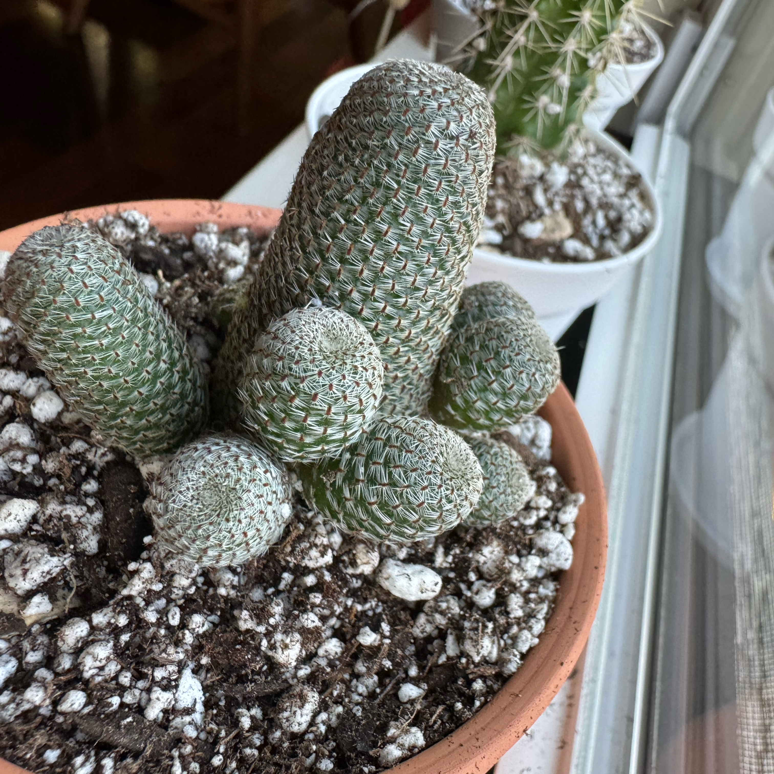 Photo of the plant species Rebutia Heliosa by @_Jake named Zach on Greg, the plant care app