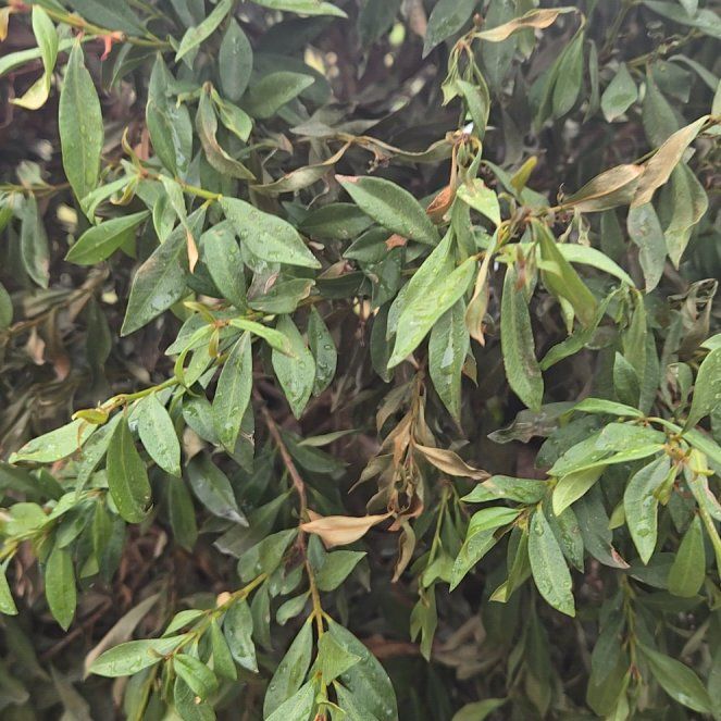 Photo of the plant species Wild Privet by @GemJonquil48 named Ulysses S Plant on Greg, the plant care app