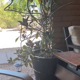 Photo of the plant species African Milk Bush by @DapperBucaneve named Planty on Greg, the plant care app