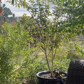 Photo of the plant species Garden Privet by @DapperBucaneve named Kobe on Greg, the plant care app