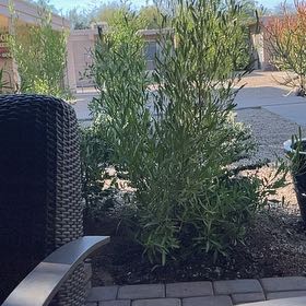 Photo of the plant species Purple Hopseed Bush by @DapperBucaneve named Diana on Greg, the plant care app