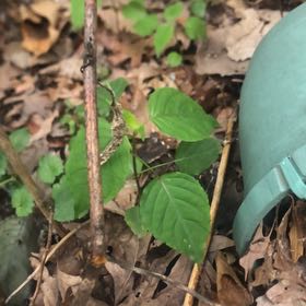 Photo of the plant species Broadleaf Enchanter's Nightshade by @ZarfPecan98 named Marilyn on Greg, the plant care app