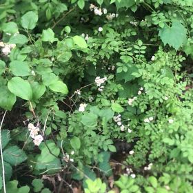 Photo of the plant species Water Cress by @ZarfPecan98 named Apollo on Greg, the plant care app