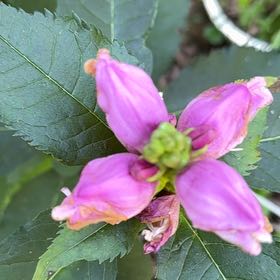 Photo of the plant species Pink Turtlehead by @ZarfPecan98 named Sonora on Greg, the plant care app