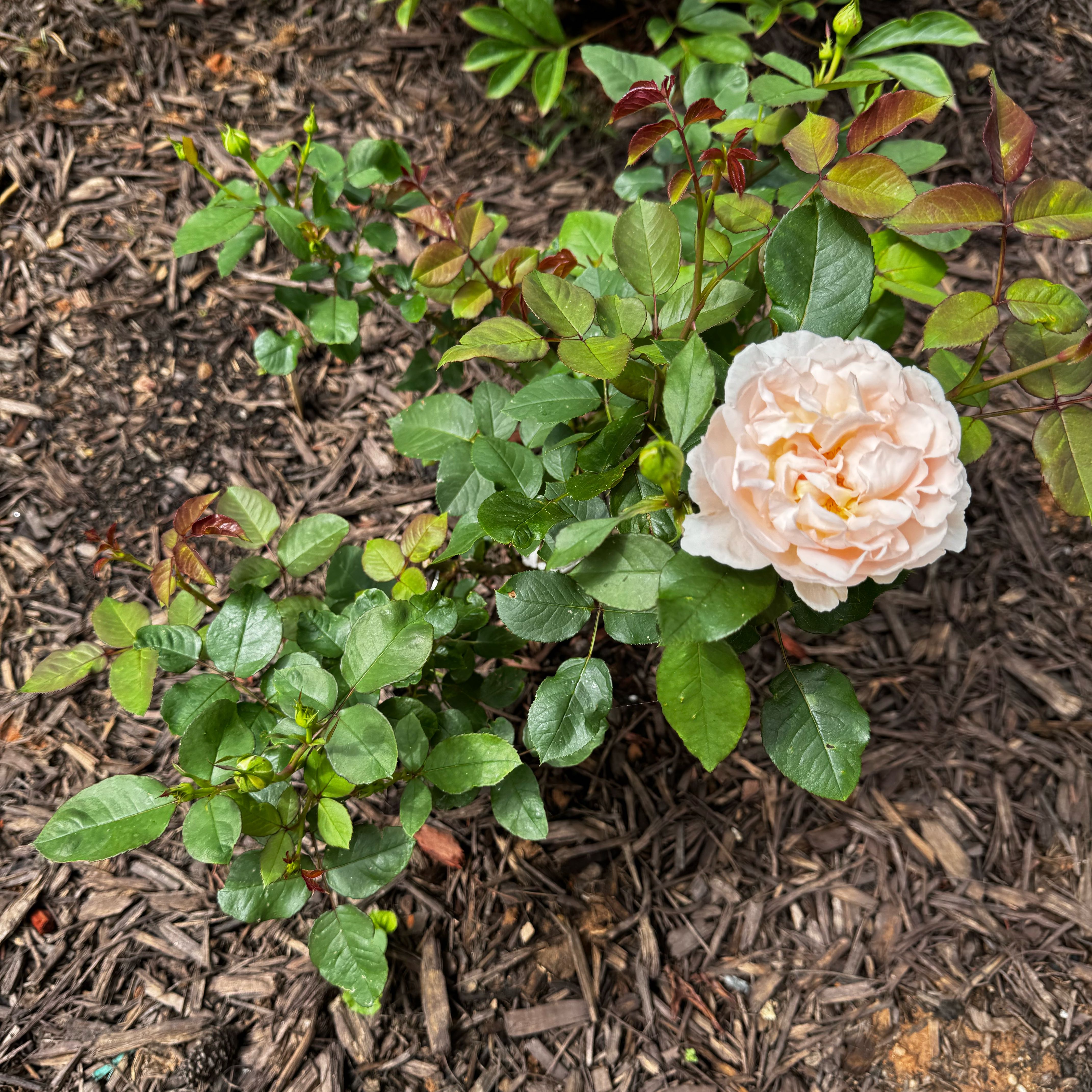 Photo of the plant species Bliss Parfuma Rose by @MellowlyPeony95 named Sol on Greg, the plant care app