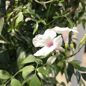 Photo of the plant species Bowerplant by @SunnyIcarus40 named Bigleef Smalls on Greg, the plant care app