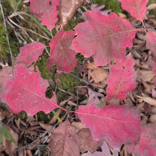 Photo of the plant species Northern Red Oak by @SassyTasselfern named Terra on Greg, the plant care app