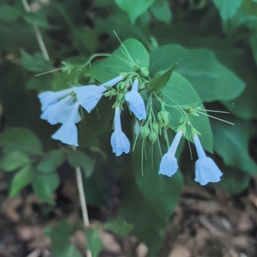Photo of the plant species Virginia Bluebell by @SassyTasselfern named Willow on Greg, the plant care app