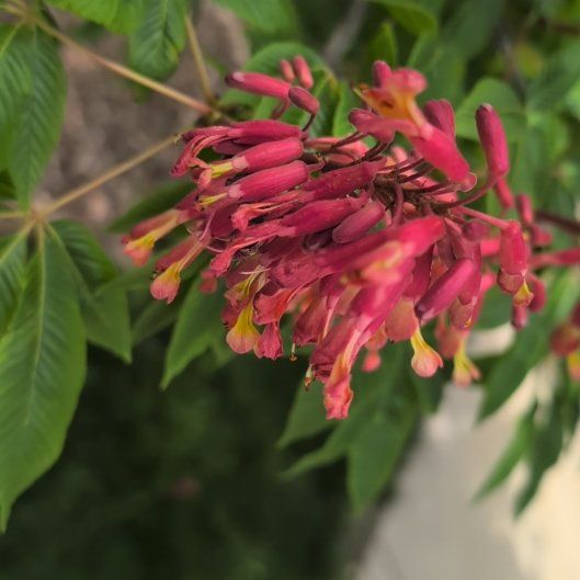 Photo of the plant species Red Buckeye by @SassyTasselfern named Ronaldo on Greg, the plant care app