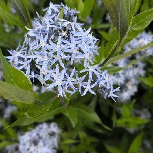 Photo of the plant species Texas-Star by @SassyTasselfern named Bieber on Greg, the plant care app