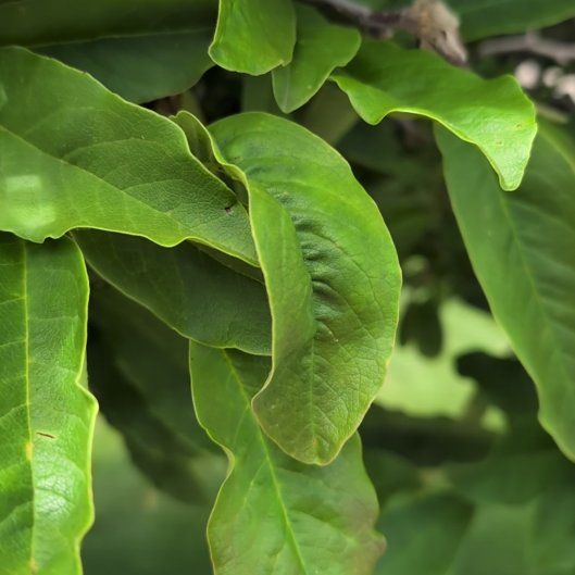 Photo of the plant species Cucumber Magnolia by @SassyTasselfern named Treeyoncé on Greg, the plant care app