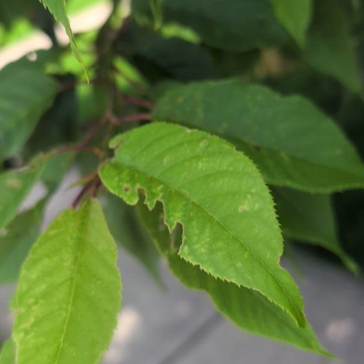 Photo of the plant species Sweet Cherry by @SassyTasselfern named Morgan Treeman on Greg, the plant care app