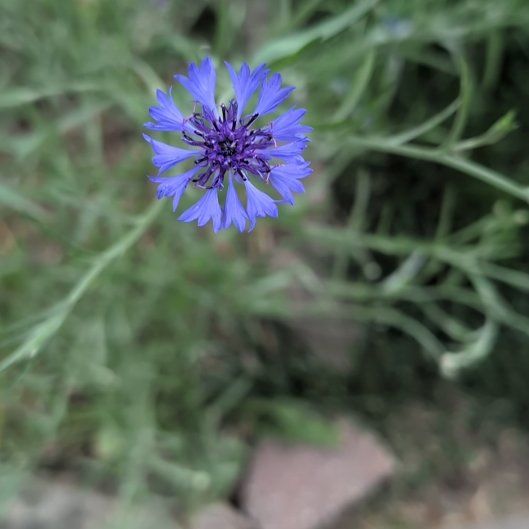 Photo of the plant species Cornflower by @SassyTasselfern named Emerson on Greg, the plant care app