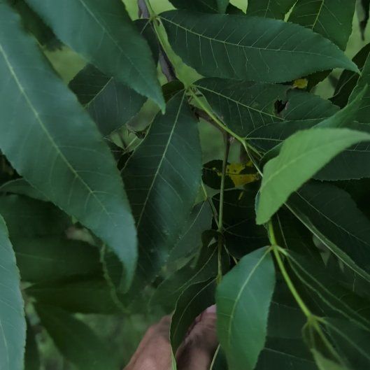 Photo of the plant species Pignut Hickory by @SassyTasselfern named Gaga on Greg, the plant care app