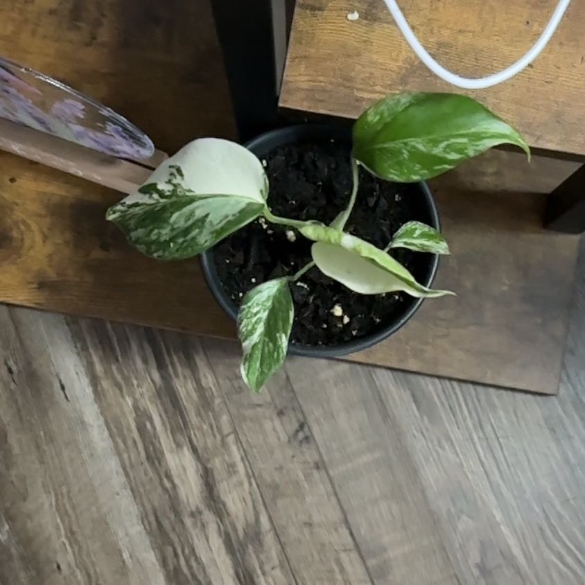 Photo of the plant species Albino monstera by @ImpishIcecaps58 named Luna on Greg, the plant care app