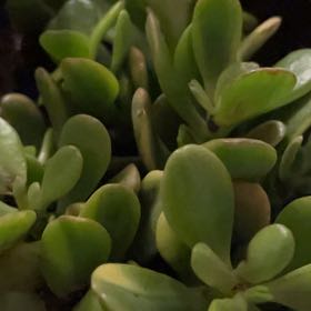 Photo of the plant species Carnival Variegata Jade by @NoblyJuniper71 named Hamilton on Greg, the plant care app