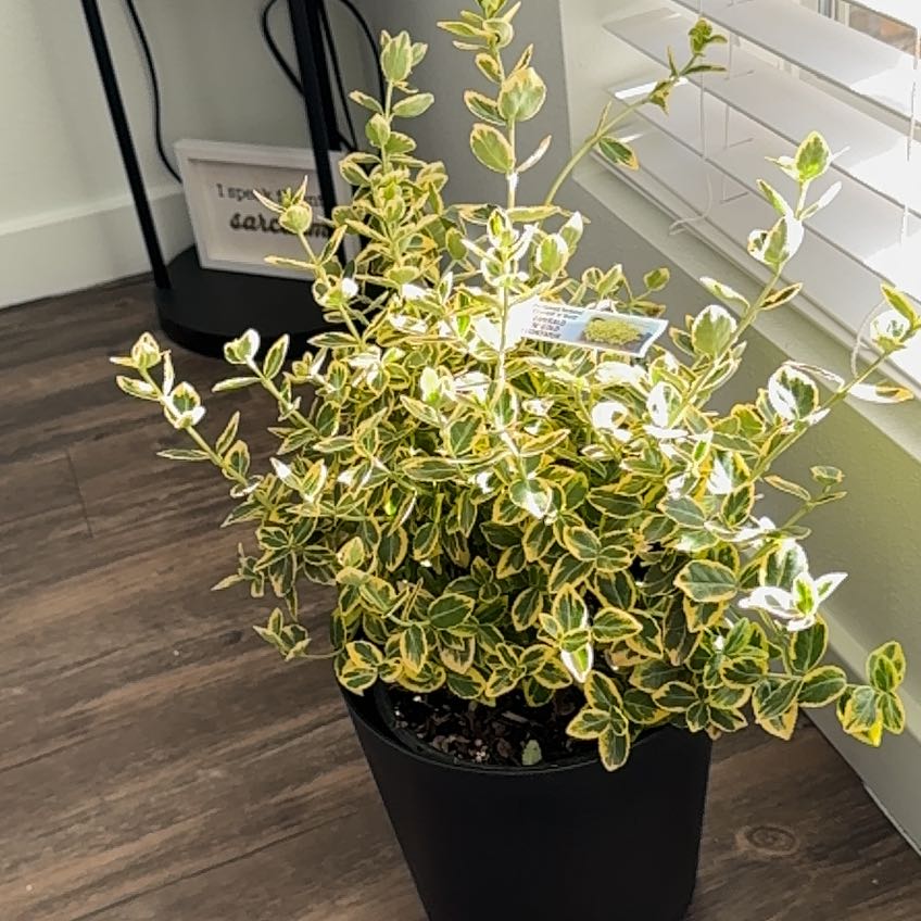 Plant care for Hoya Emerald Plum on Greg, the plant care app