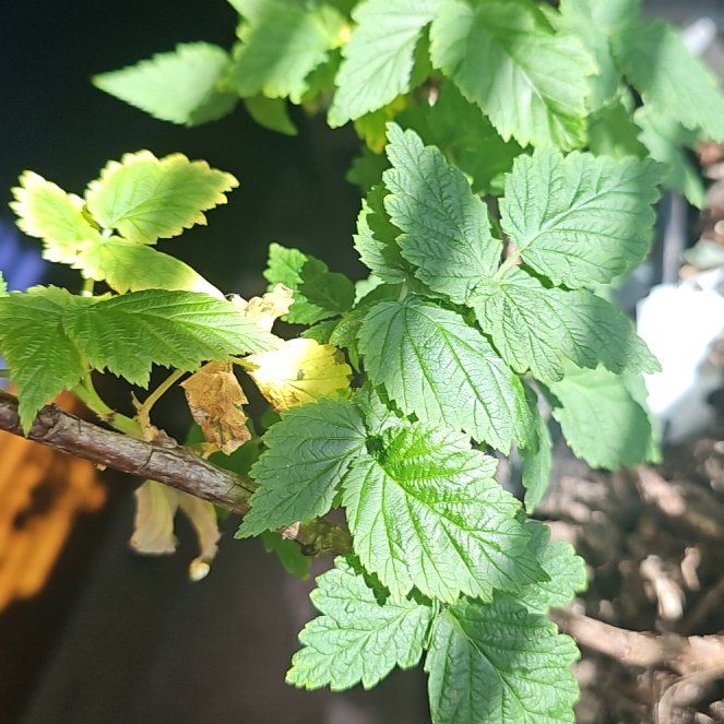 Photo of the plant species Golden Raspberry by @SavantShallot79 named Lola on Greg, the plant care app