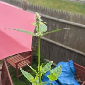Photo of the plant species Blue Fortune Anise Hyssop by @FunChichipe84 named Rainier on Greg, the plant care app