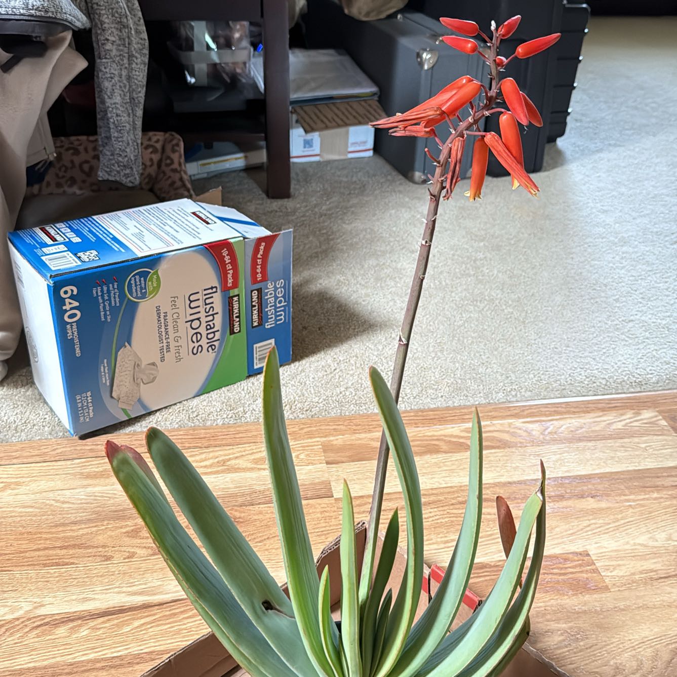 Photo of the plant species Fan Aloe by @GiddyBarley68 named Lavender on Greg, the plant care app