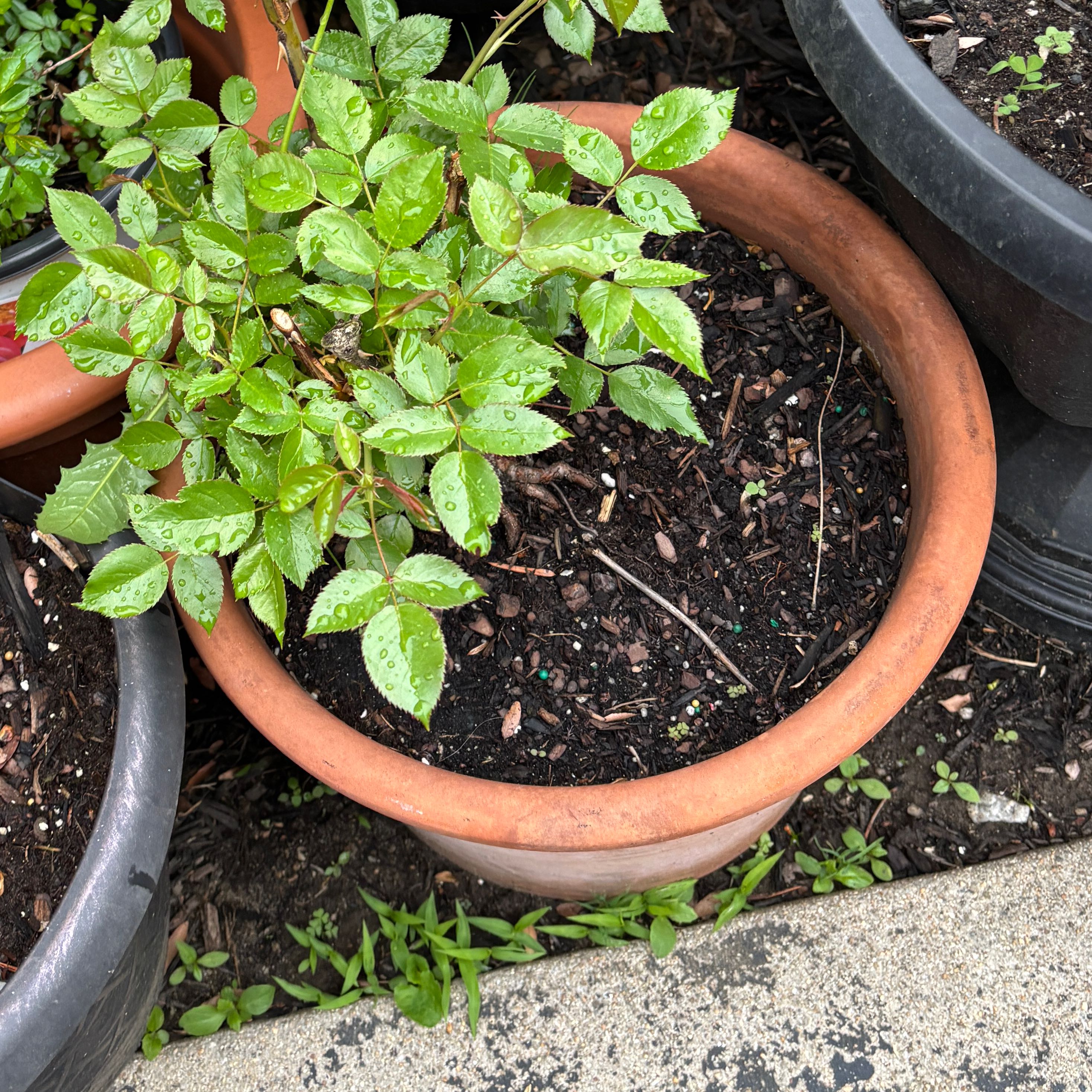 Photo of the plant species Julia Child Rose by @AwaitedFreesia2 named Hemingway on Greg, the plant care app