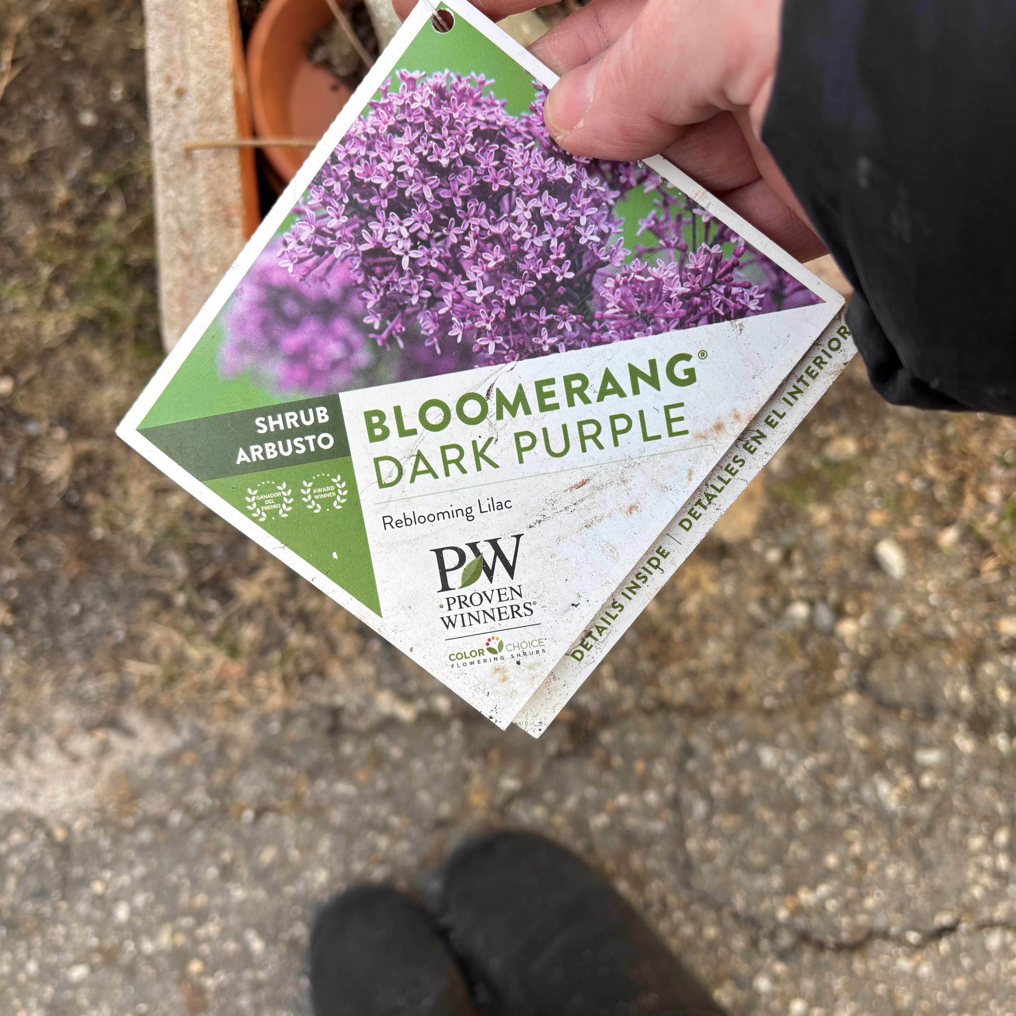 Plant care for Flaxleaf Menodora on Greg, the plant care app