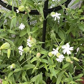Photo of the plant species Bladder Campion by @AwaitedFreesia2 named Madonna on Greg, the plant care app