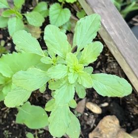 Photo of the plant species Prostrate Pigweed by @AwaitedFreesia2 named Harper on Greg, the plant care app