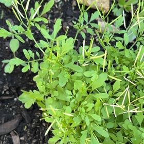 Photo of the plant species Wavy Bittercress by @AwaitedFreesia2 named Navajo on Greg, the plant care app