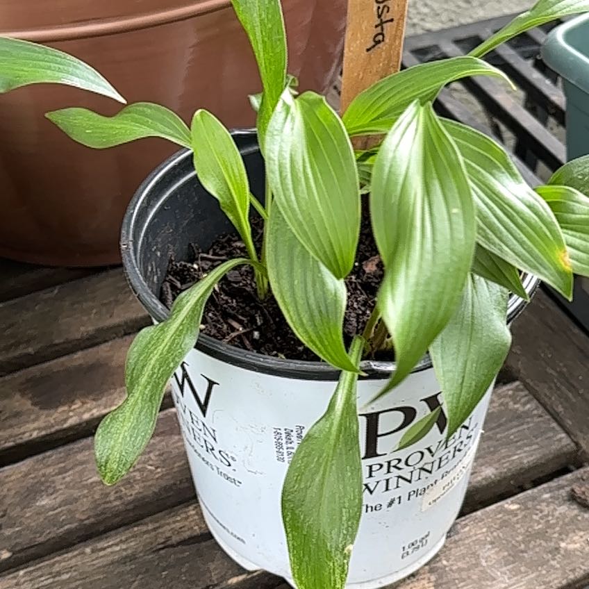 Photo of the plant species White Feather Hosta by @AwaitedFreesia2 named Keanu Leaves on Greg, the plant care app