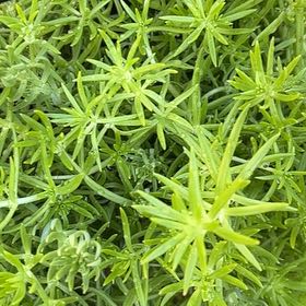 Photo of the plant species Polytrichum formosum by @AwaitedFreesia2 named Aria on Greg, the plant care app