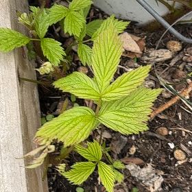 Photo of the plant species European Red Raspberry by @AwaitedFreesia2 named Sonora on Greg, the plant care app