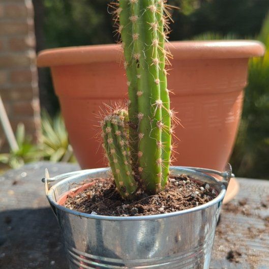 Photo of the plant species Baseball Cactus by @WiseAngelrope88 named Sir Stabs-a-Lot on Greg, the plant care app