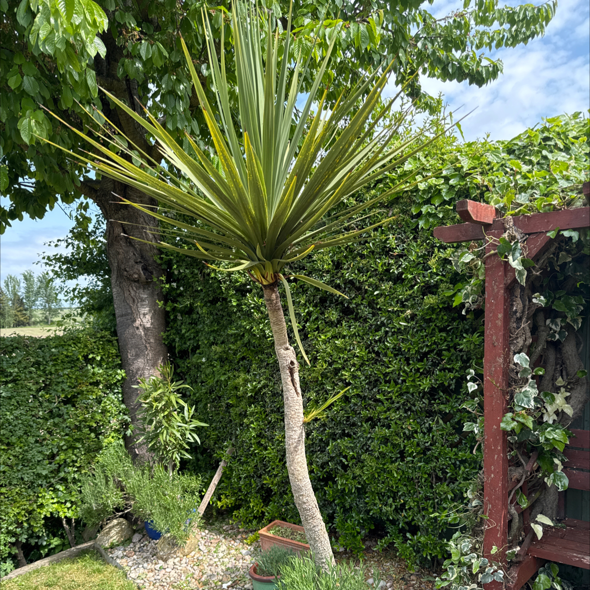 Photo of the plant species Cabbage Palm 'Augusta' by @HeartyMungbeans named Demi on Greg, the plant care app