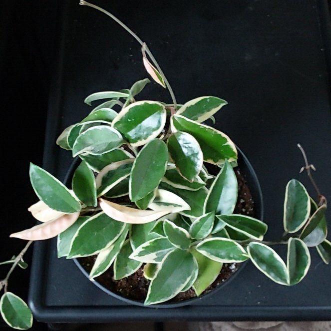 Photo of the plant species Krimson Queen Hoya by @DefiantNeem46 named Homer on Greg, the plant care app