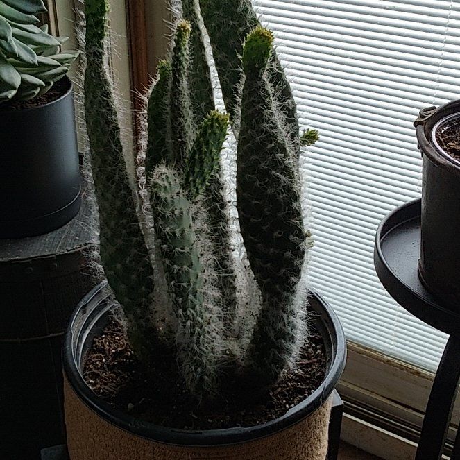 Photo of the plant species Prickly Pear Snow by @DefiantNeem46 named Austen on Greg, the plant care app
